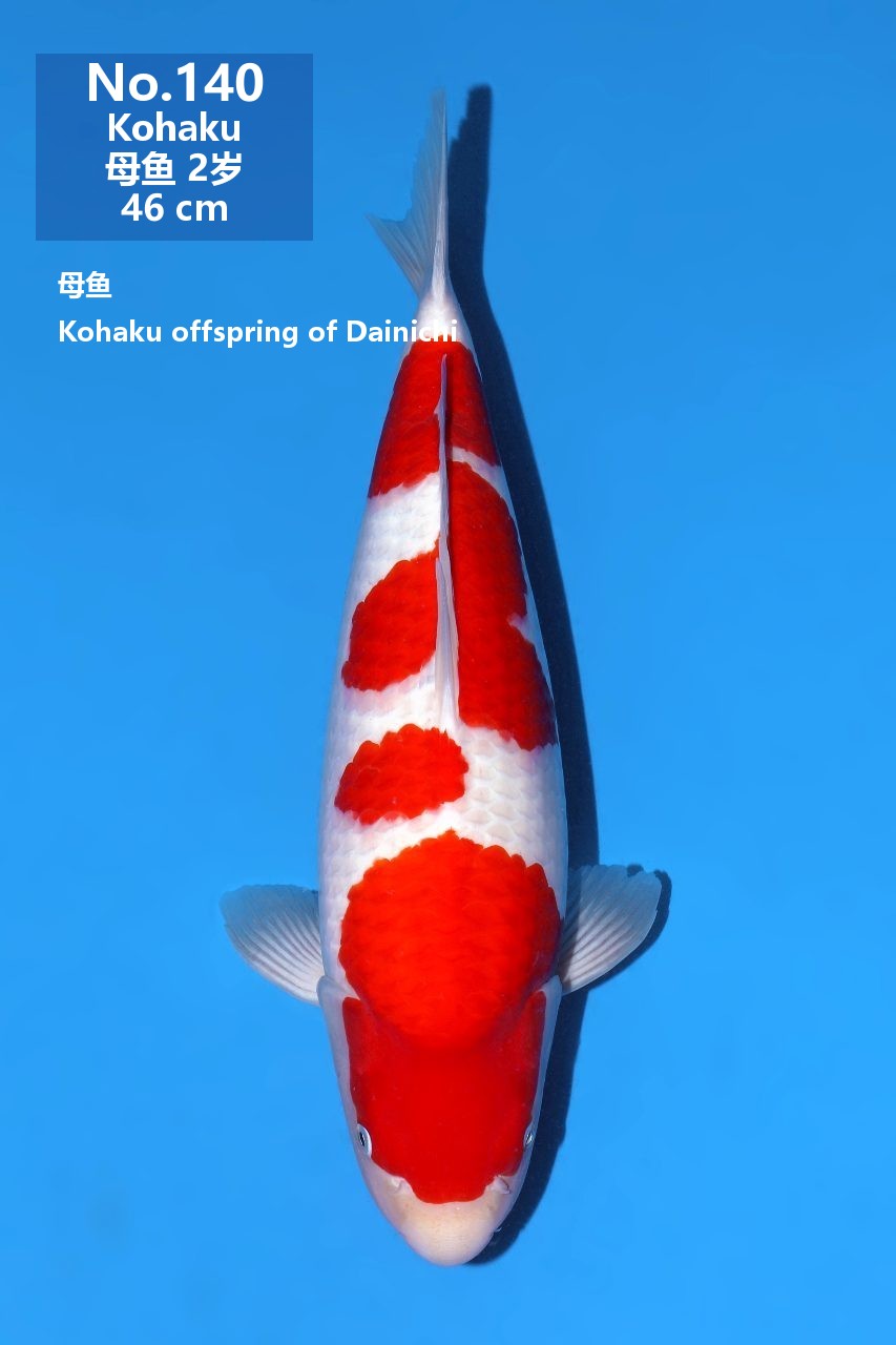 鯉
