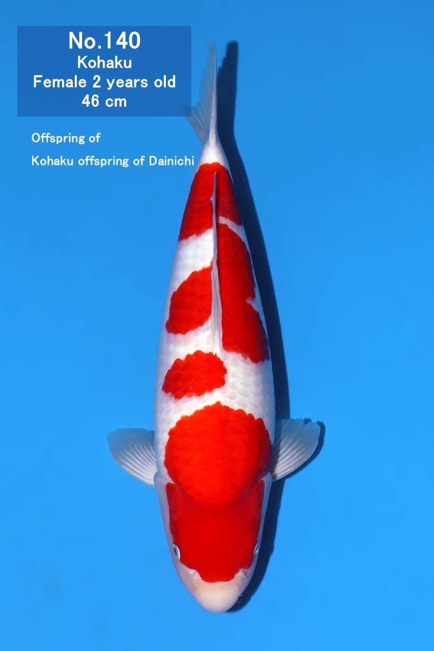 Koi