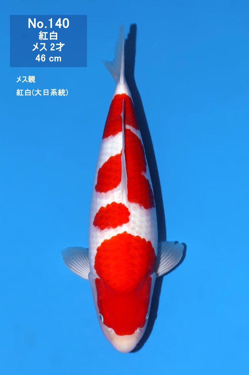 鯉