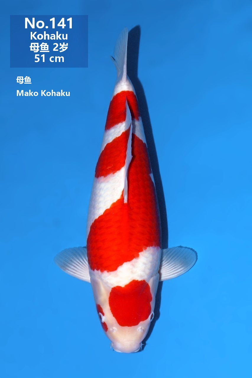 鯉