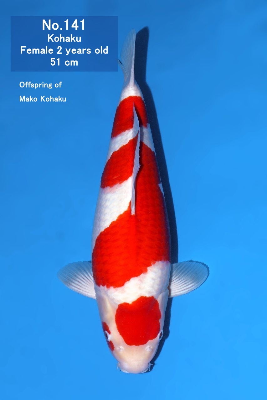 Koi