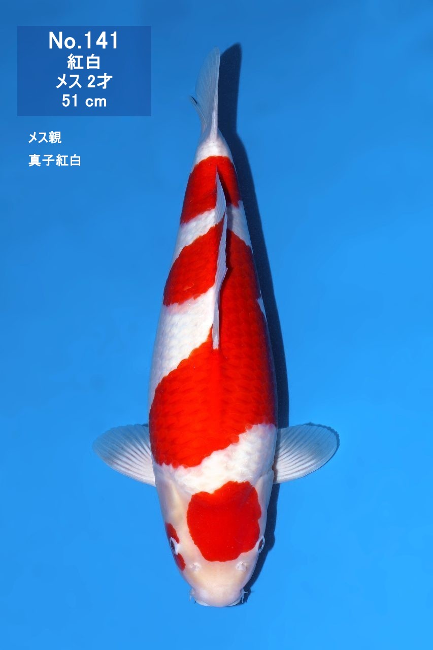 鯉
