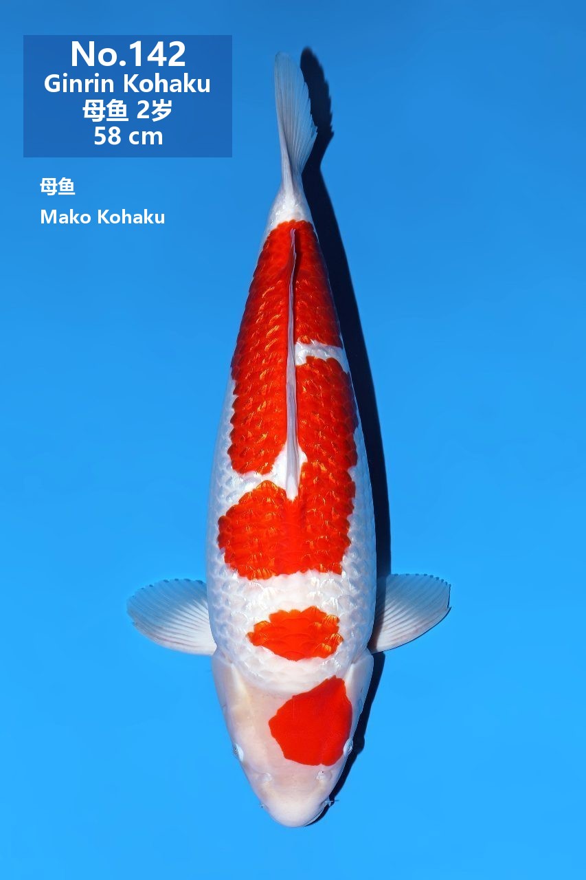 鯉