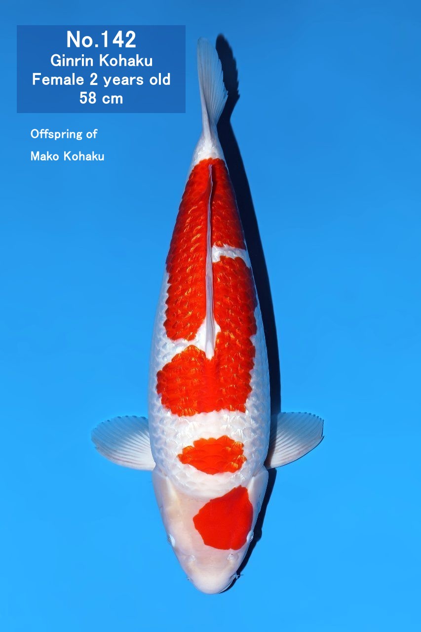 Koi