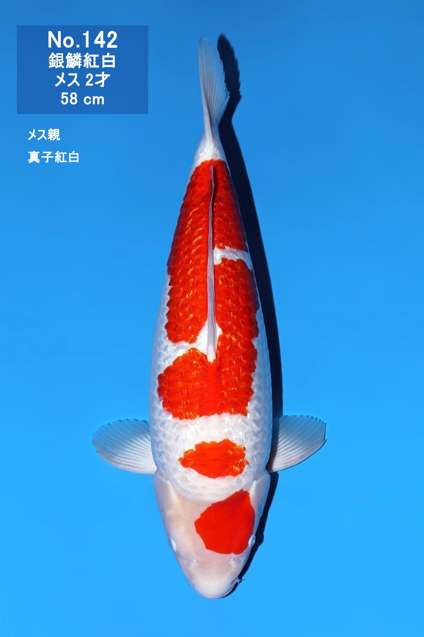 鯉