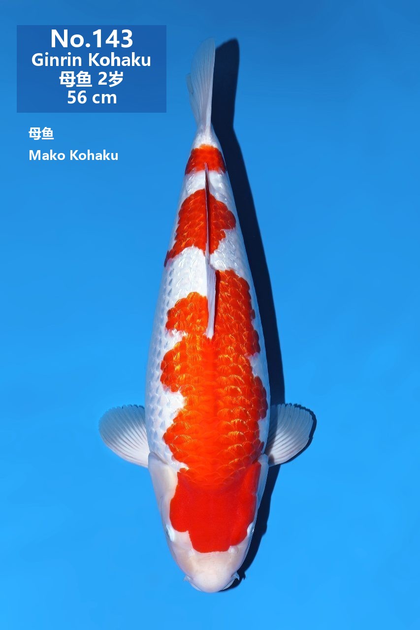 鯉