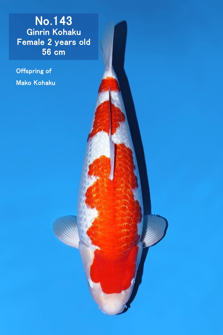Koi