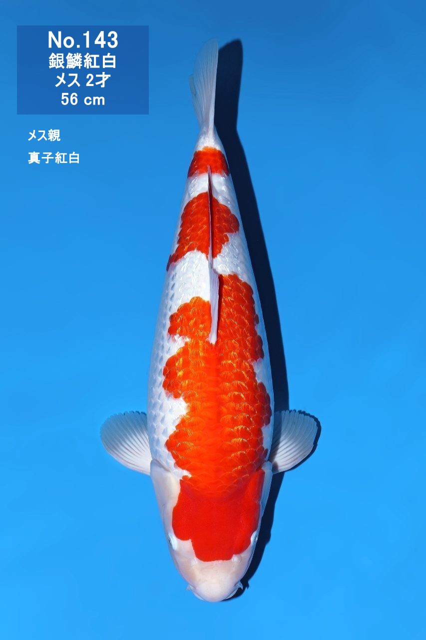 鯉