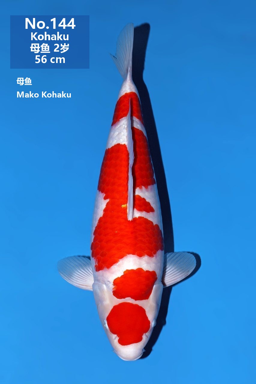 鯉