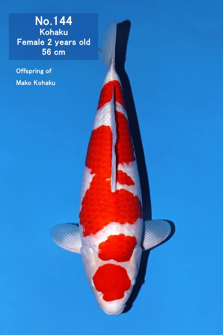 Koi