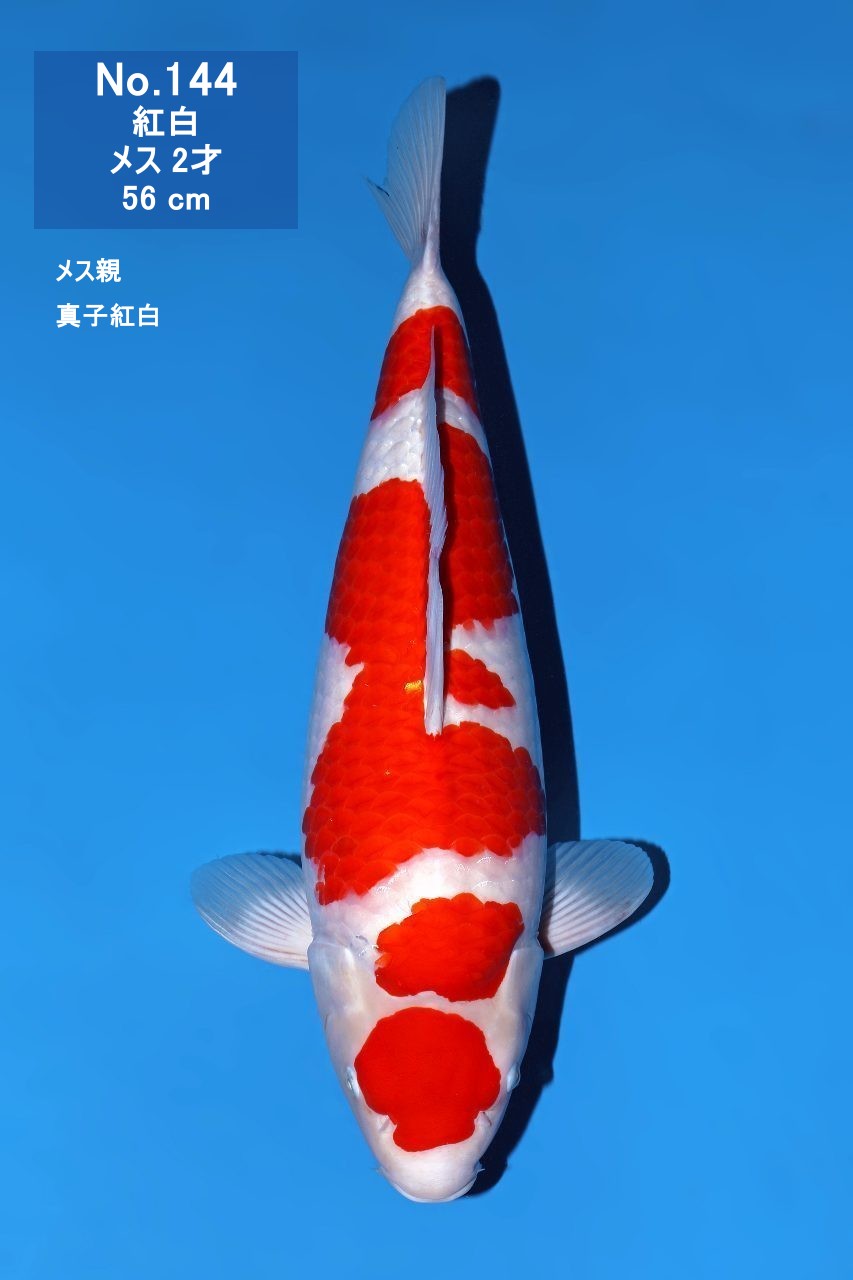 鯉
