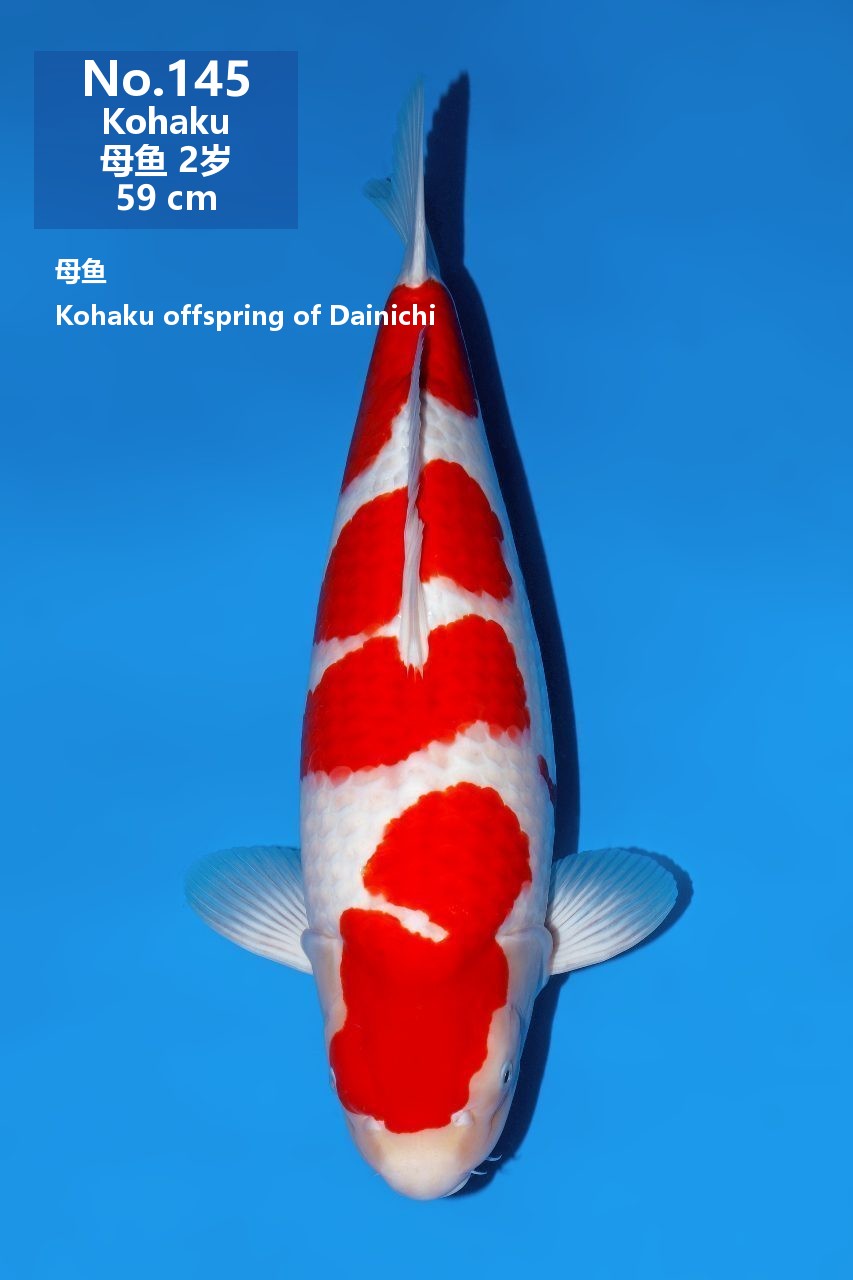 鯉