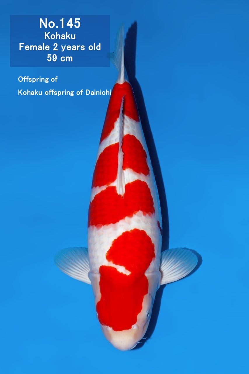 Koi
