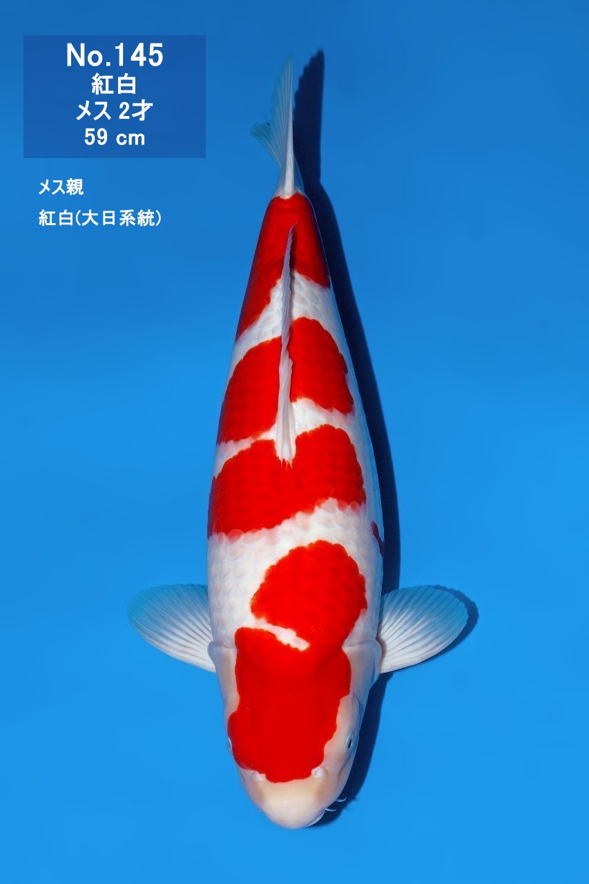 鯉