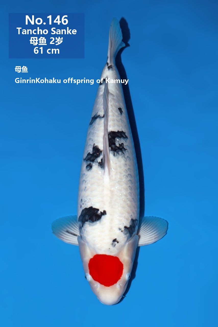 鯉