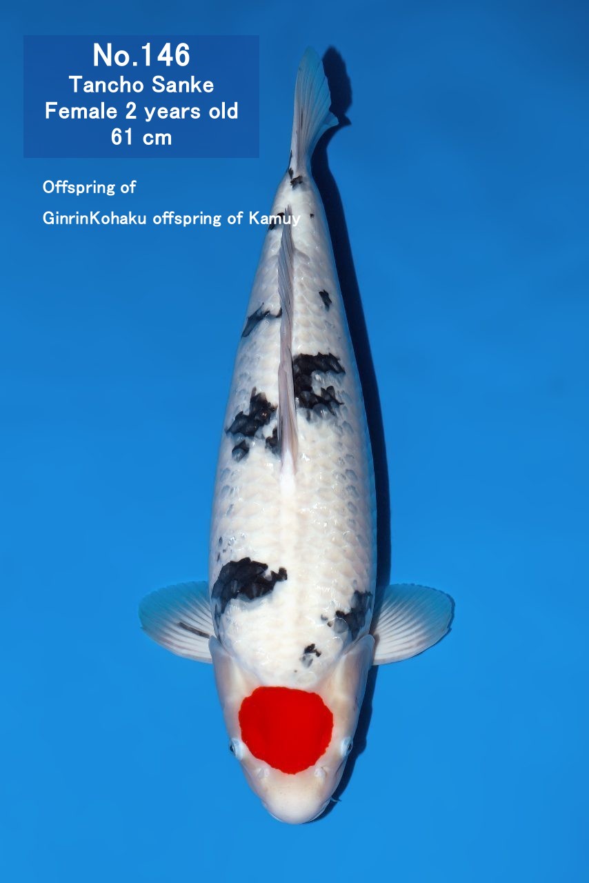 Koi