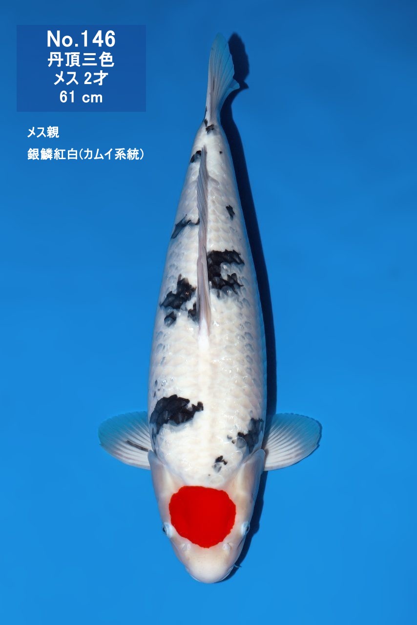 鯉