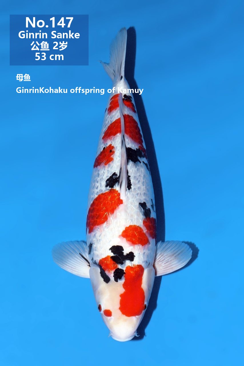 鯉