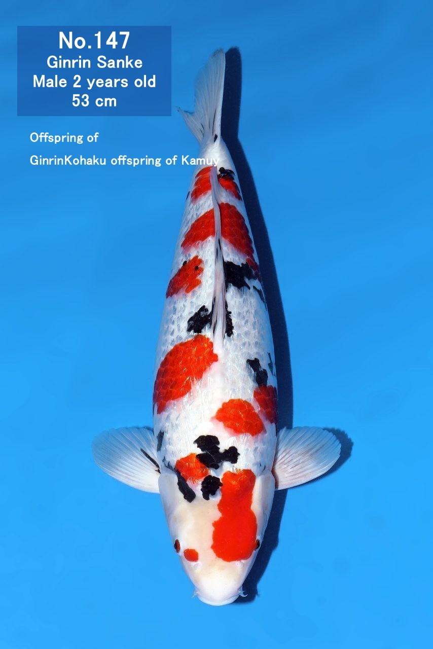 Koi