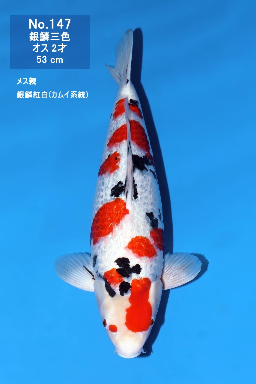 鯉