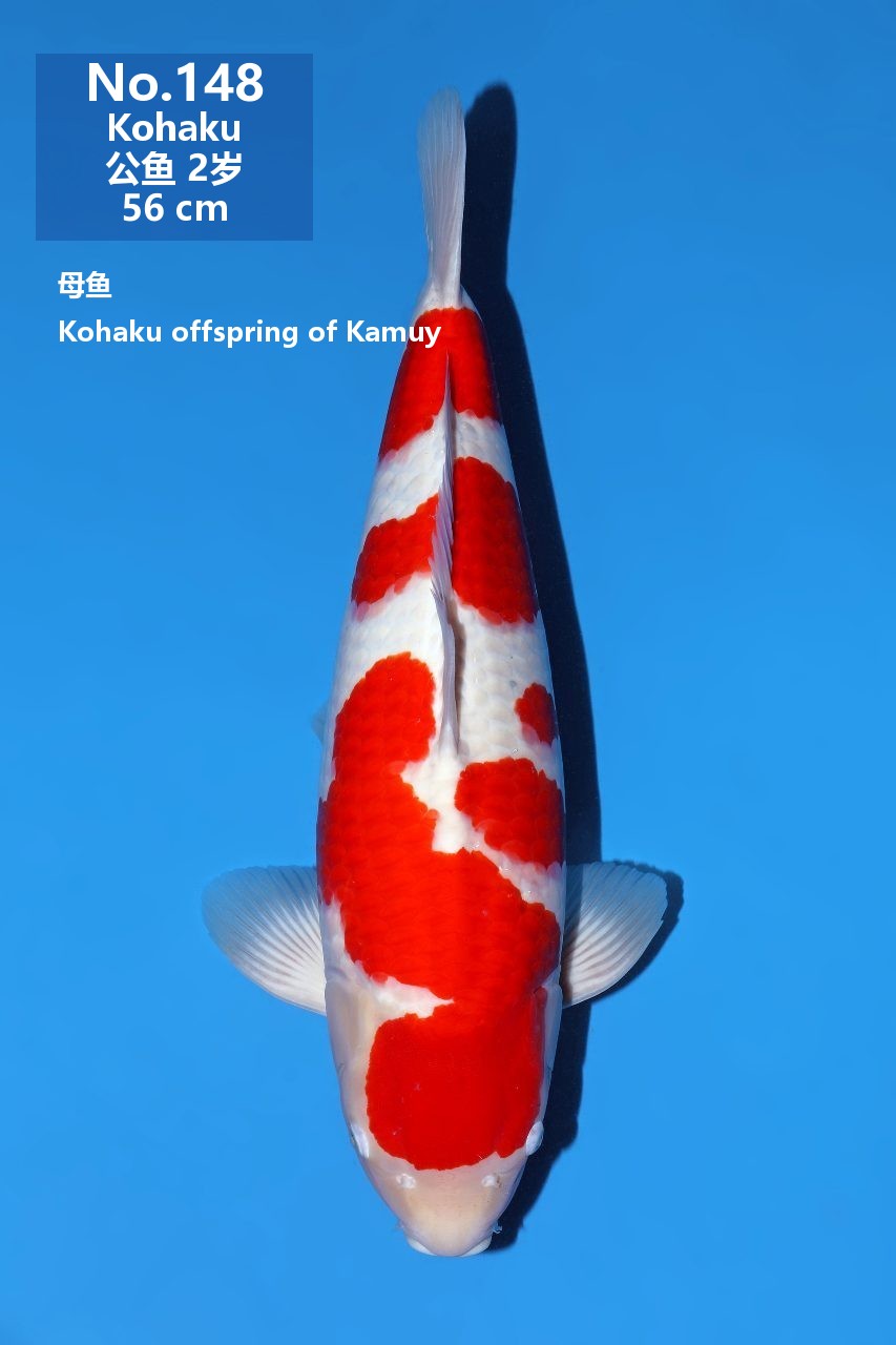 鯉