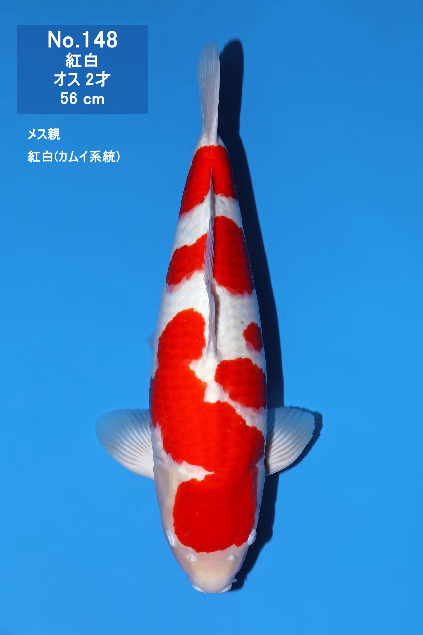 鯉