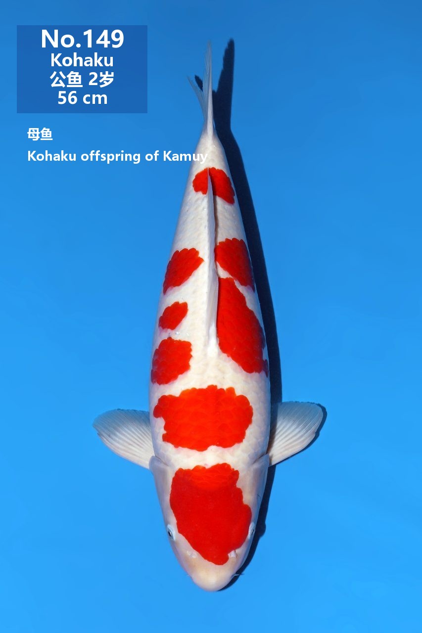 鯉