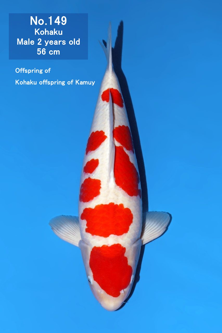Koi