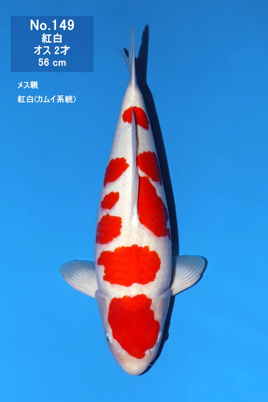 鯉