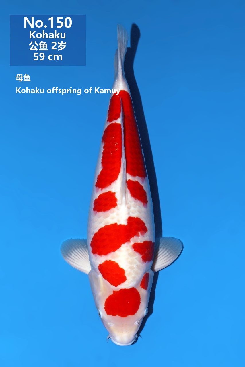 鯉
