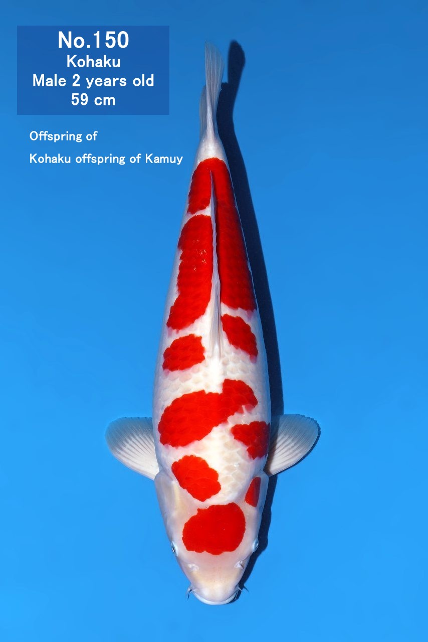 Koi