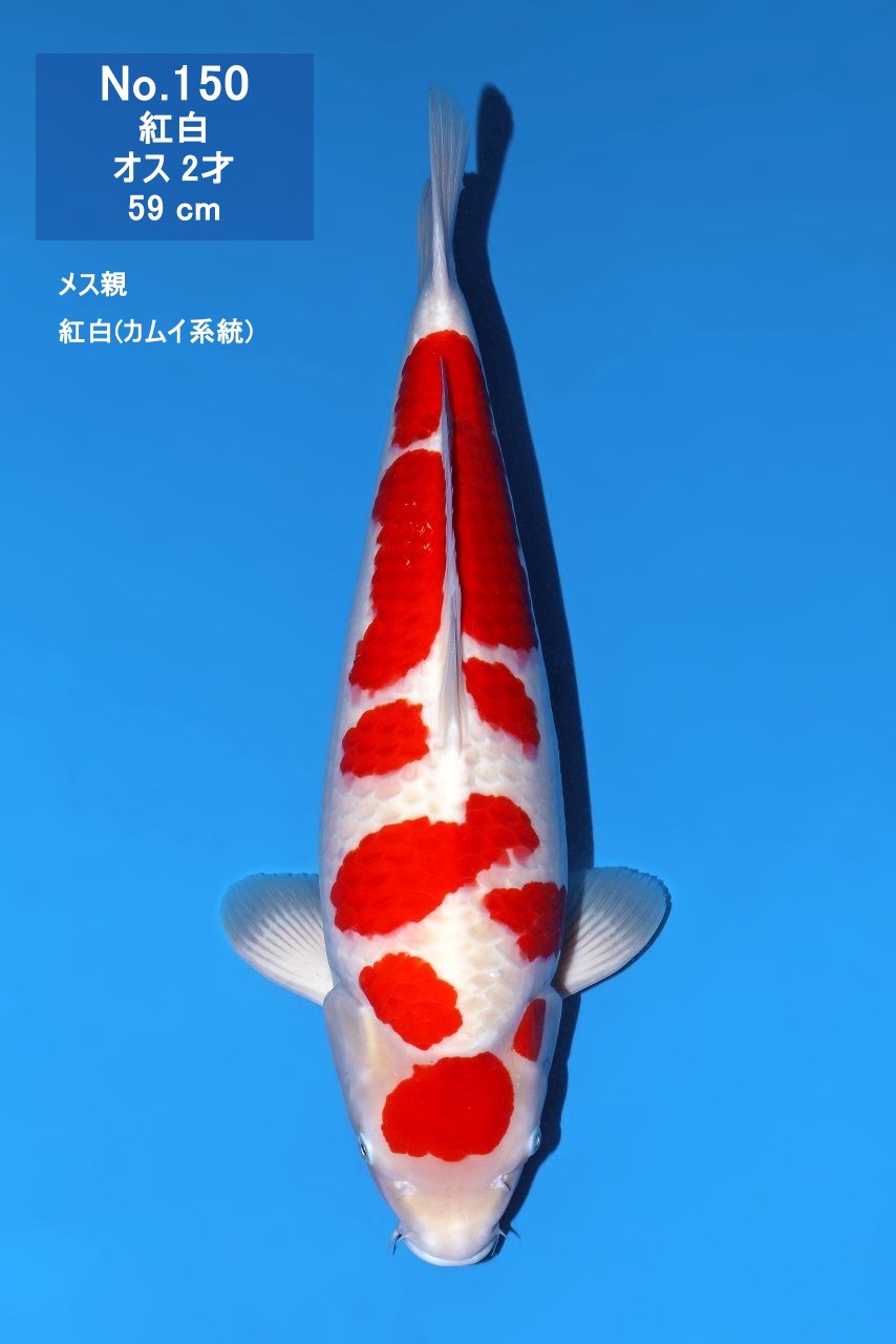 鯉