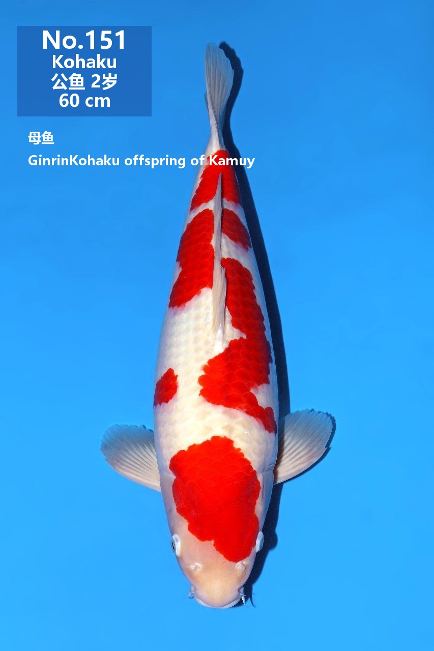 鯉