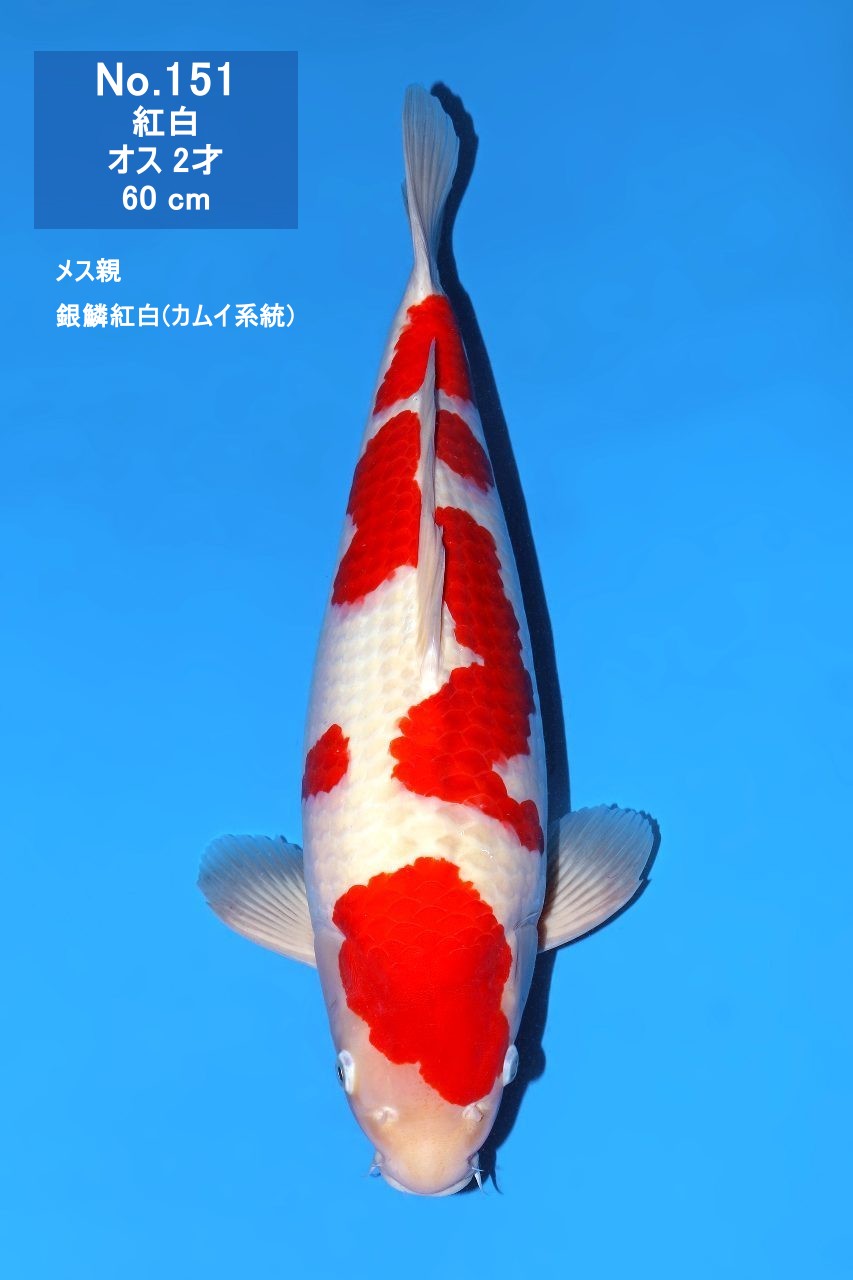 鯉