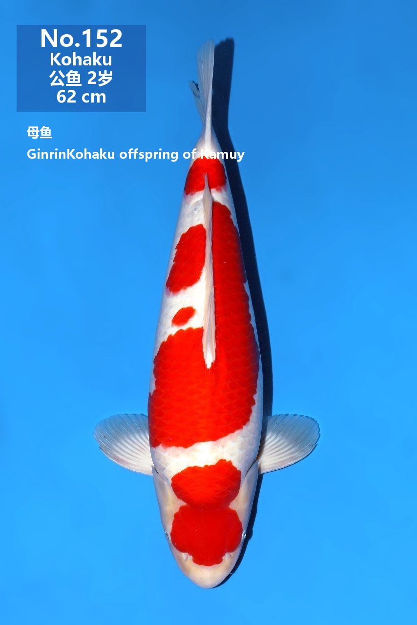 鯉