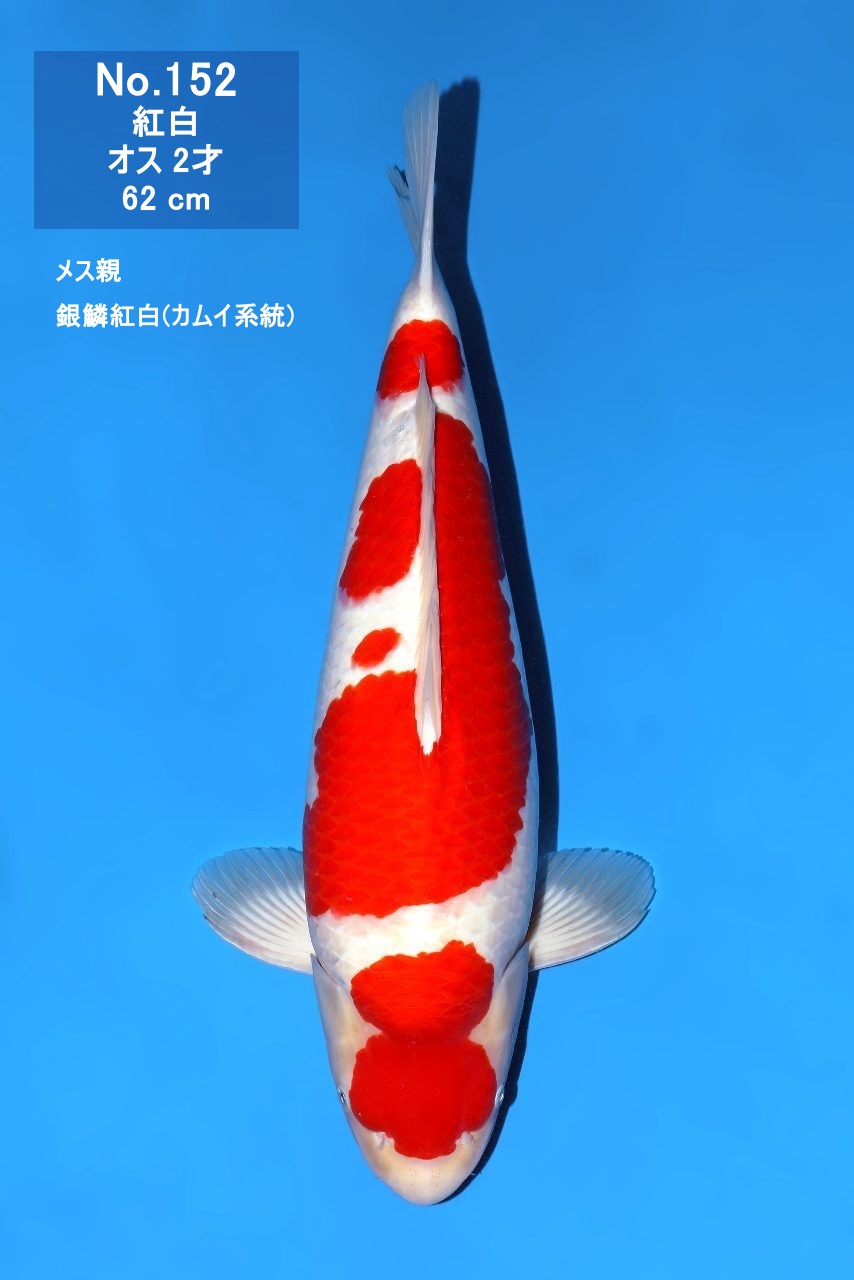 鯉