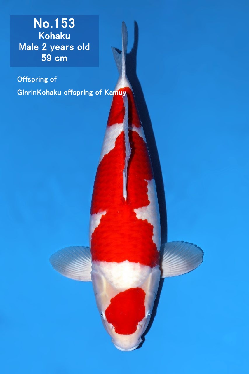 Koi