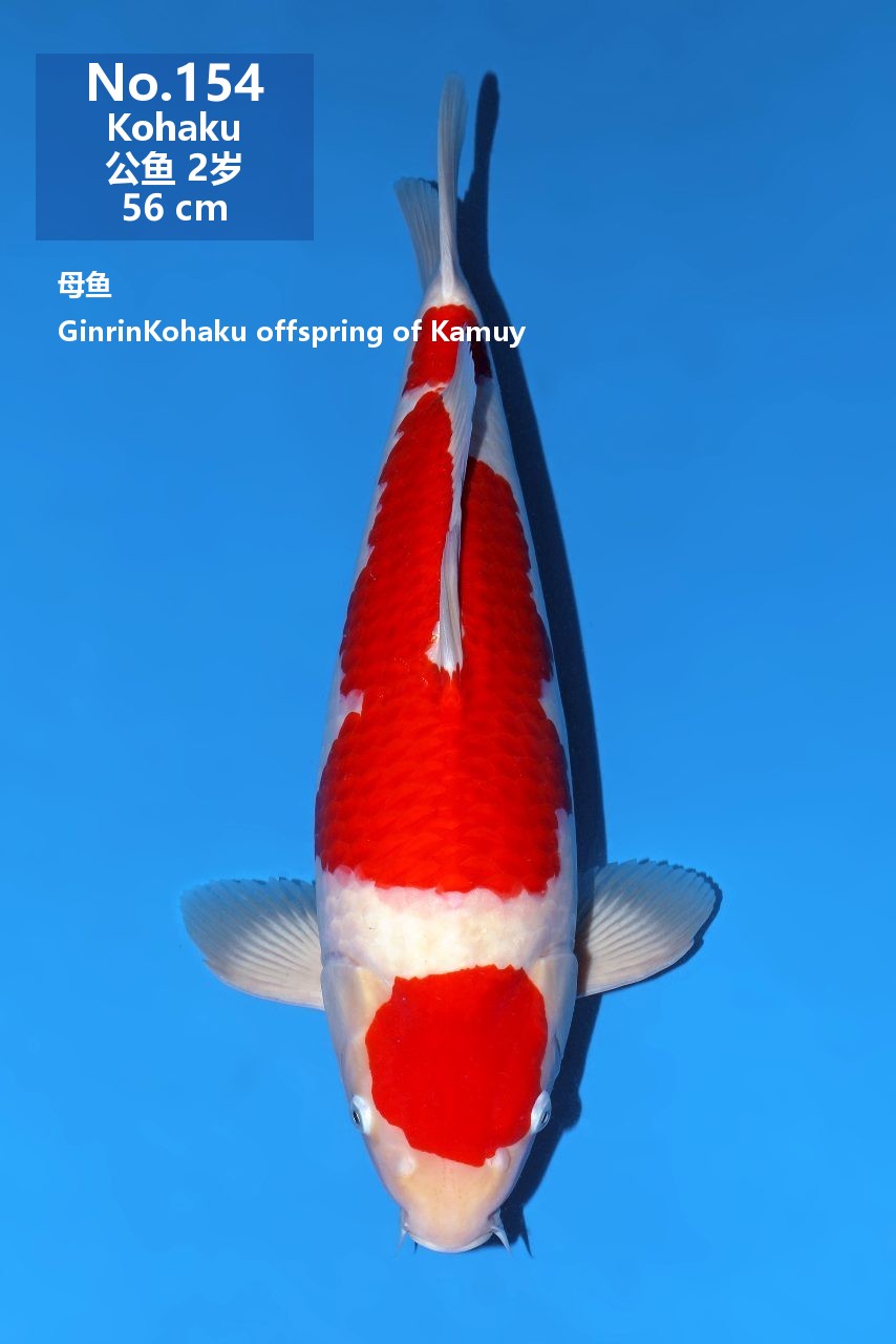 鯉