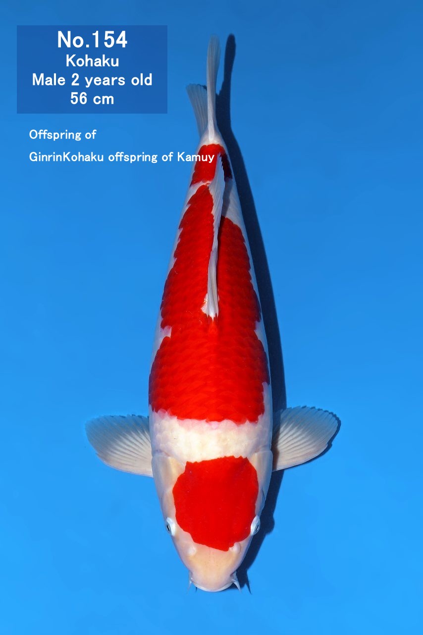 Koi