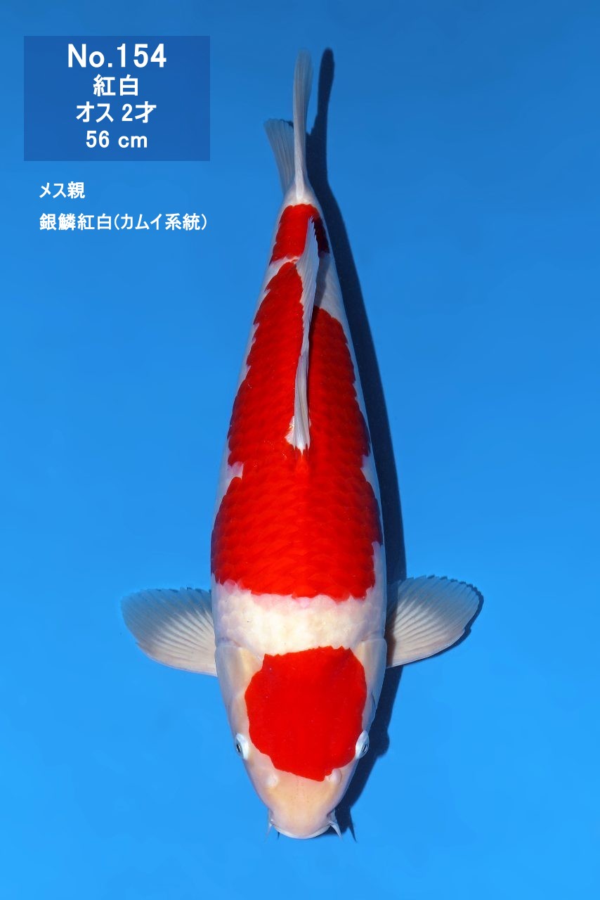 鯉