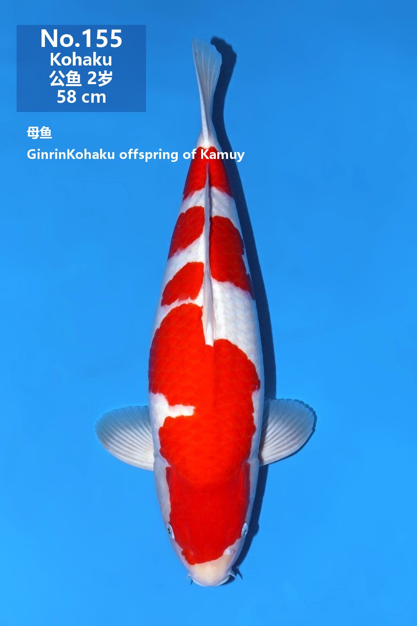 鯉