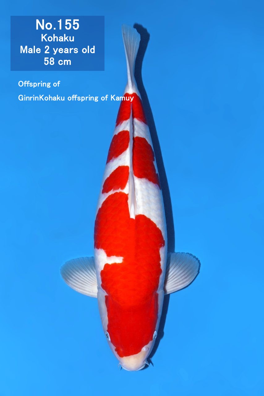 Koi