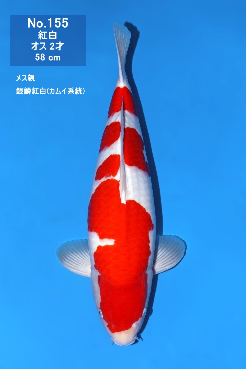 鯉