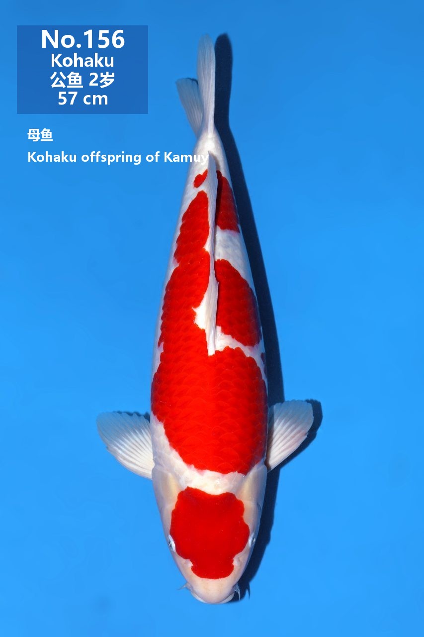 鯉