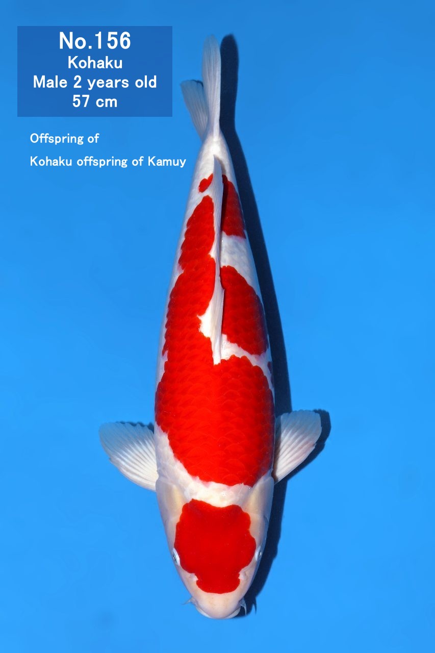 Koi