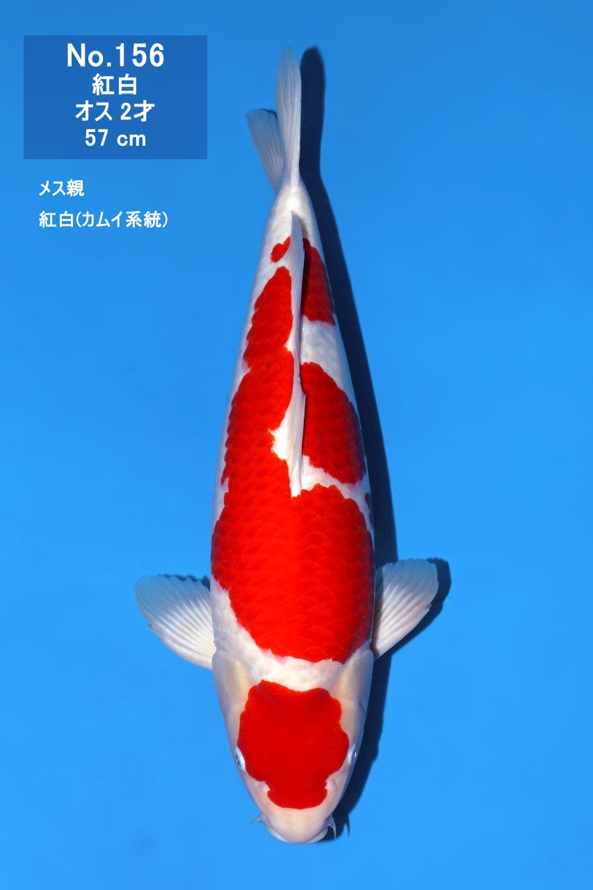 鯉