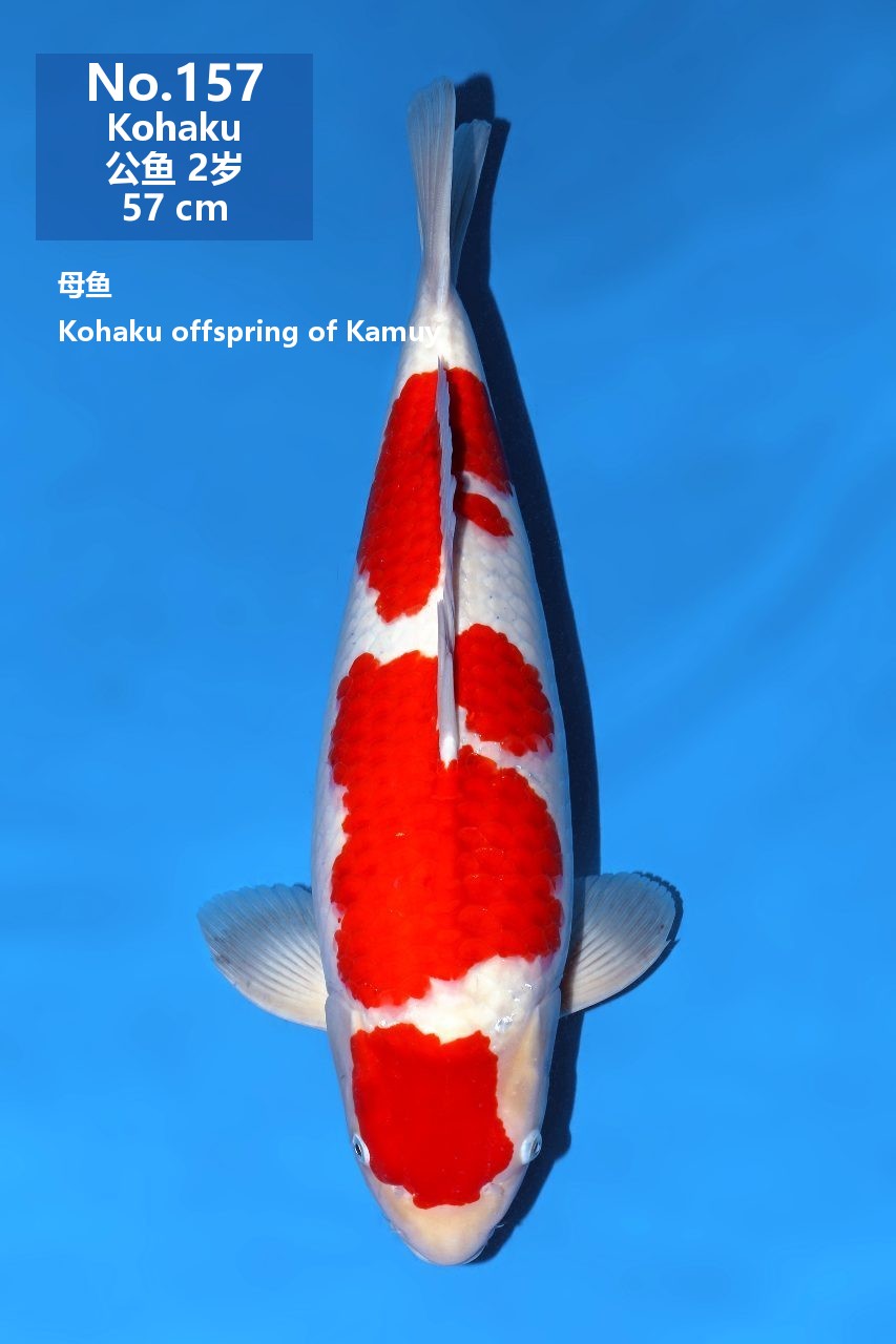 鯉