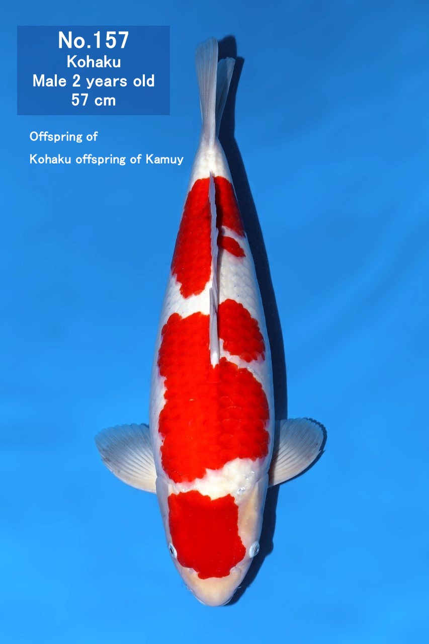 Koi