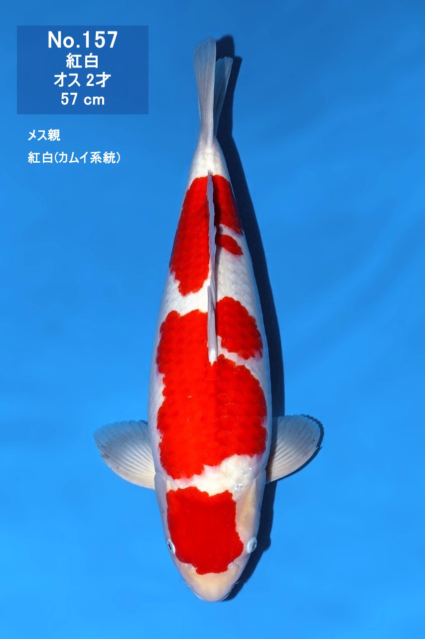 鯉
