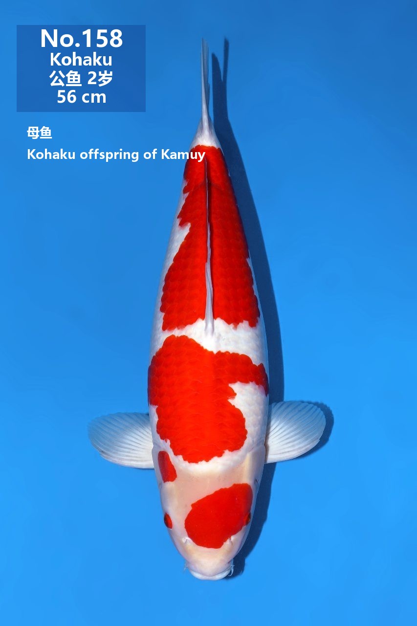 鯉